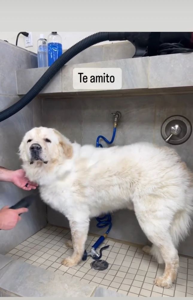 Dog Wash - pet boarding facility in Arlington, TX