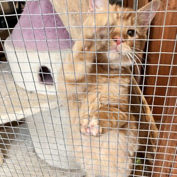 High Desert Humane Society - Animal Shelters Near Me - Globe, Arizona High Desert Humane Society - Animal Shelters Near Me - Globe, Arizona