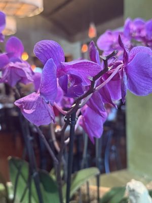 Paesanos 1604 by null