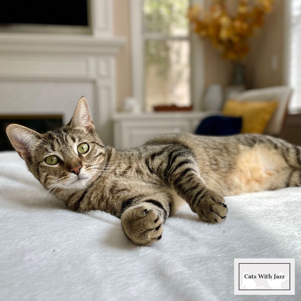 TOP 10 BEST Cat Rescue near Benicia, CA - Updated 2026 - Yelp