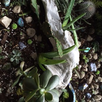Urban Gardener - Cacti and succulents galore - Landscaping Near Me - Toronto, Ontario Urban Gardener - Cacti and succulents galore - Landscaping Near Me - Toronto, Ontario