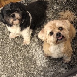 Dog Groomer