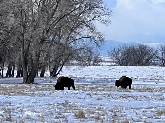 Rocky Mountain Arsenal National Wildlife Refuge by null