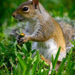 Orchid Park - Squirrel