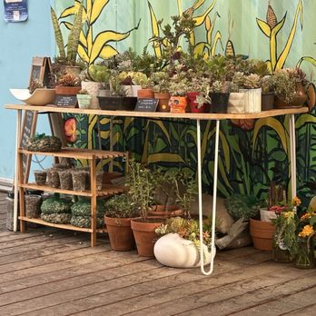 La Milpa Cafe - Succulents for sale. - Cafes Near Me - Santa Ana, California La Milpa Cafe - Succulents for sale. - Cafes Near Me - Santa Ana, California