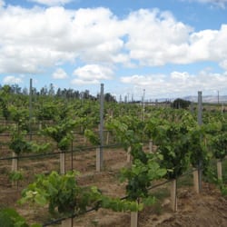 Cottonwood Canyon Vineyard & Winery - Cottonwood canyon vineyard