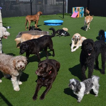 City Paws PVD - Pet Boarding Near Me - Providence, Rhode Island City Paws PVD - Pet Boarding Near Me - Providence, Rhode Island