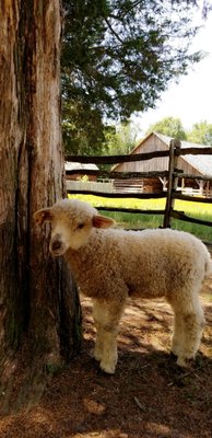 Latta Place Historic Site by null