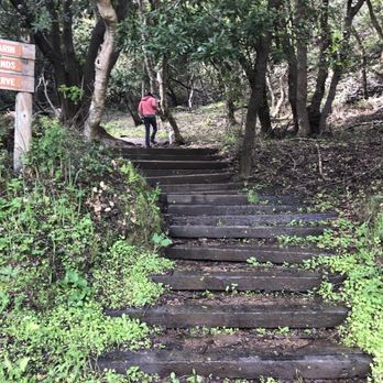 Tiburon Uplands Natural Preserve - Stairs up to trail, a bit muddy after a rain. - Parks Near Me - Tiburon, California Tiburon Uplands Natural Preserve - Stairs up to trail, a bit muddy after a rain. - Parks Near Me - Tiburon, California
