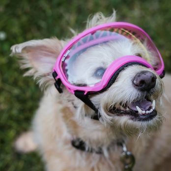 Ophthalmology For Animals - Veterinarians Near Me - Aptos, California