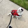 Photo of For All 4 Paws Pet Sitting and Dog Grooming