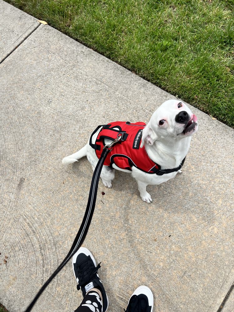 FOR ALL 4 PAWS PET SITTING AND DOG GROOMING Updated August 2024 Staten Island, New York