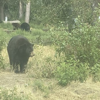 Yellowstone Bear World - More wandering locals - Zoos Near Me - Rexburg, Idaho Yellowstone Bear World - More wandering locals - Zoos Near Me - Rexburg, Idaho