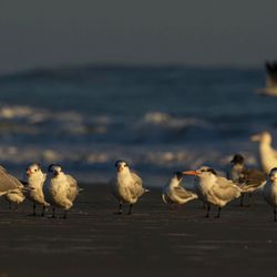 Jones Beach State Park - Hanging out with these lovely Oystercatchers at Jones Beach. Windy and cold but beautiful.