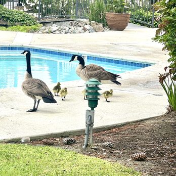 Villa Creek Apartments - Visitors - Apartments Near Me - Cypress, California
