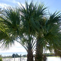 Beautiful palms! Beautiful palms!