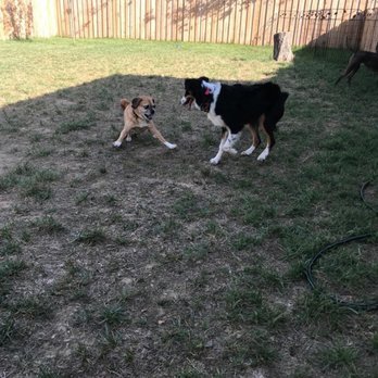 Golden Dog Hotel - Playtime! - Pet Boarding Near Me - Centreville, Virginia Golden Dog Hotel - Playtime! - Pet Boarding Near Me - Centreville, Virginia