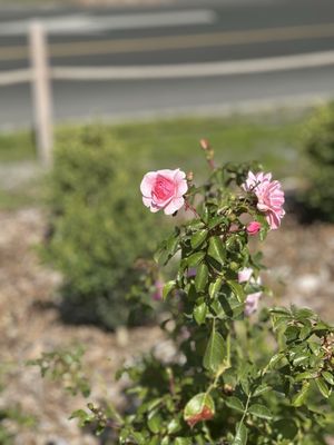 ROSE GARDEN - Updated October 2026 - 16 Photos - 501 Elliott Ave W