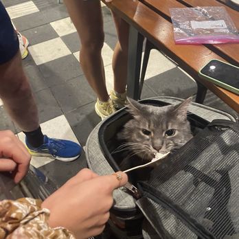 Fleet Feet - Cat carrier ! - Shoe Stores Near Me - Pittsburgh, Pennsylvania