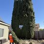 Wilson Tree Service