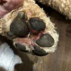 Pooch Purrfect Grooming - Left back paw pad