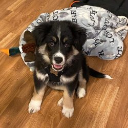 Brookside Pup & Stuff - RIP Jax