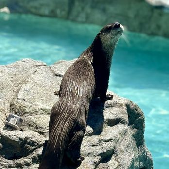 Bearizona - River otter - Zoos Near Me - Williams, Arizona