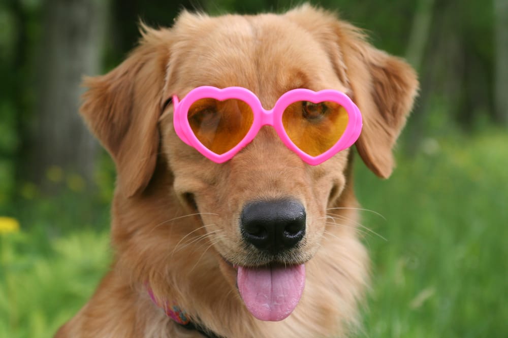 Golden Grange Kennels Image