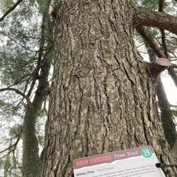 One of the trees on the tree "trail"