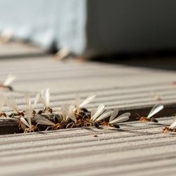 Holley's Four Seasons Pest Solutions