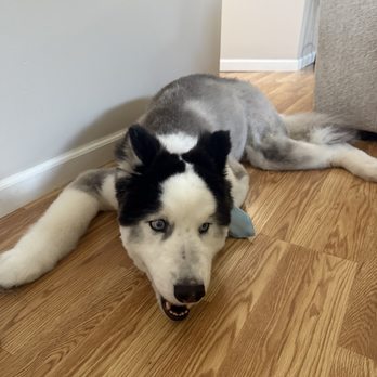Groom By Harry - Pet Groomers Near Me
