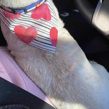 Top Dog Grooming - Pet Groomers Near Me - Katy, Texas