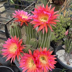 Exotic Gardens