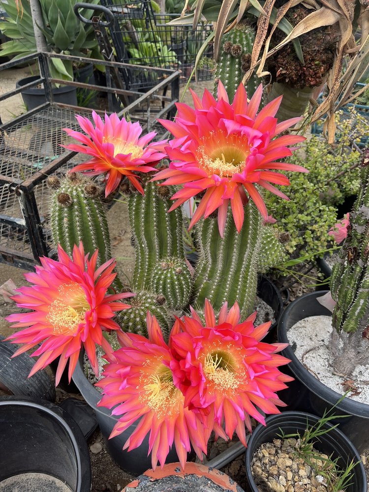 EXOTIC GARDENS 110 Photos & 108 Reviews 14269 Olde Hwy 80 E, El