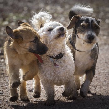 Always Home Pet Sitting & Dog Walking - Dog Walkers Near Me - Mobile, Alabama Always Home Pet Sitting & Dog Walking - Dog Walkers Near Me - Mobile, Alabama