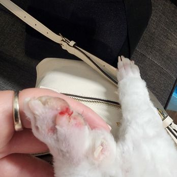 Wag - Tip of toe cut off - Pet Stores Near Me - Omaha, Nebraska Wag - Tip of toe cut off - Pet Stores Near Me - Omaha, Nebraska