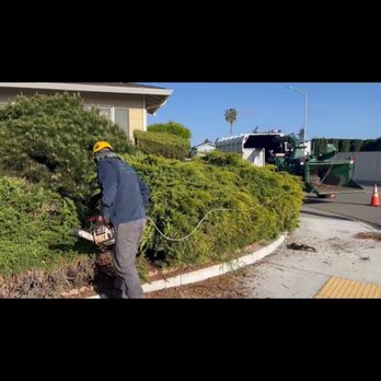 Ramces Tree Services - Tree Services Near Me