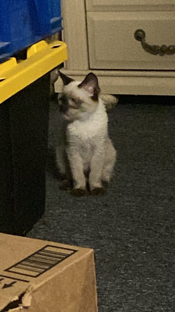 OAK VALLEY ANIMAL HOSPITAL Updated October 2024 38 Photos & 116