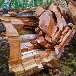 Buzzard's Roost - You'll pass this fallen redwood along the trail at a lower elevation.