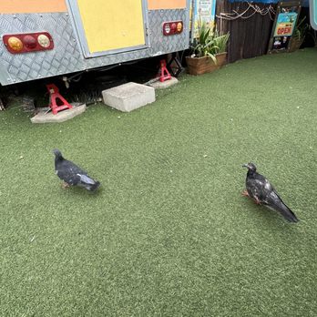 Five Star Poke - two pigeons on artificial grass - Poke Near Me - Honolulu, Hawaii