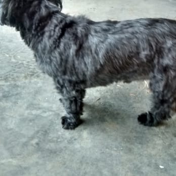 All Paws - Notice how crude the grooming was done. A 1st grader could do better with nail clippers. Staff was un apologetic and rude. - Pet Groomers Near Me - Portland, Oregon