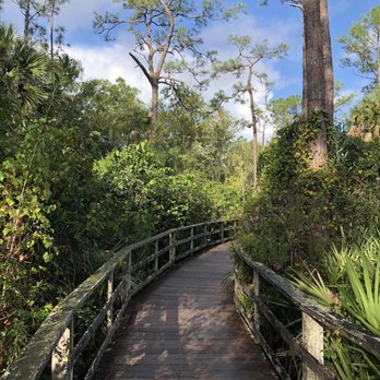 Audubon's Corkscrew Swamp Sanctuary - Hiking Near Me - Naples, Florida