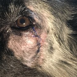 Kindred Spirits Veterinary - Postop photo. This surgery was not performed by kindred spirits.