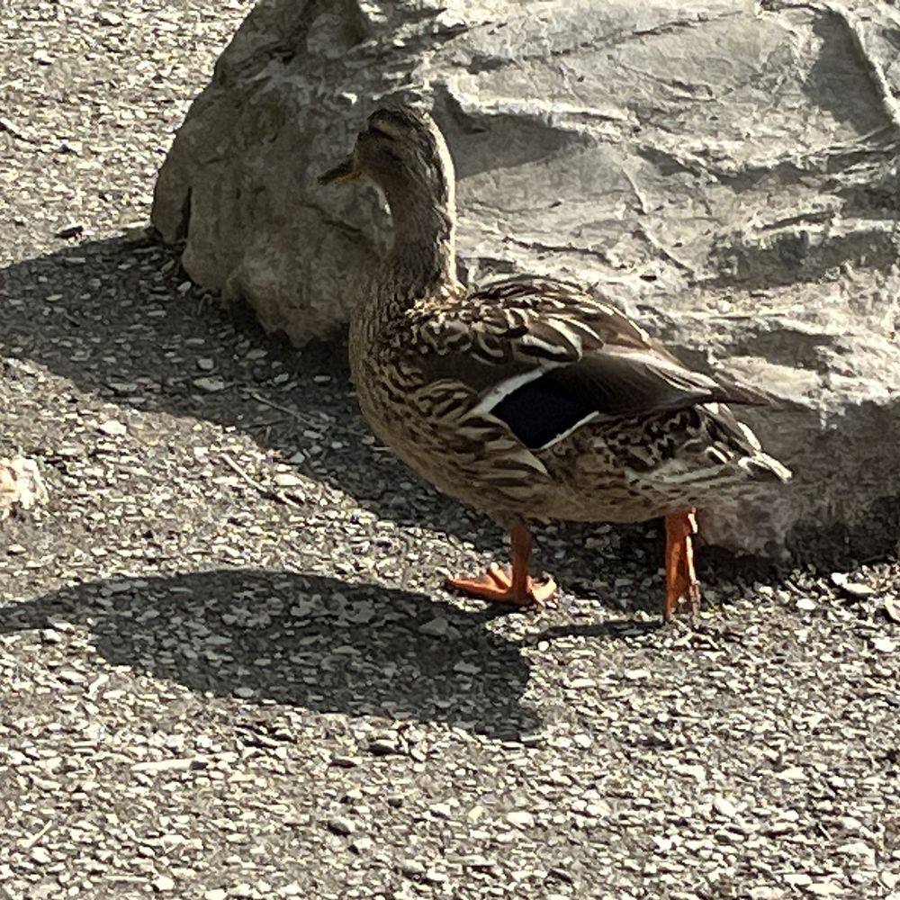 Mama duck at the lower lake. Mama duck at the lower lake.
