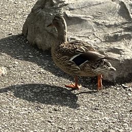 Mama duck at the lower lake. Mama duck at the lower lake.