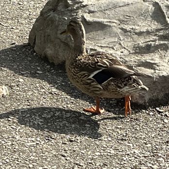 Glendalough - Mama duck at the lower lake. - Local Flavor Near Me - Bray, WW Glendalough - Mama duck at the lower lake. - Local Flavor Near Me - Bray, WW