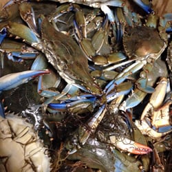 Joe Joe's Seafood Market - Fresh Blue Crab Wednesdays!