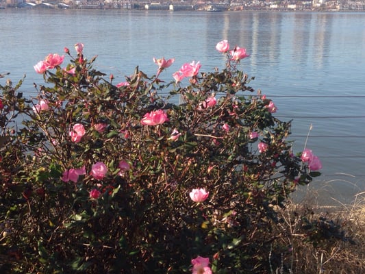 West Harlem Piers by null