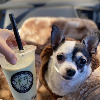 Tapioca Blossom - My Avacado & Puppy - Bubble Tea Near Me - Houston, Texas Tapioca Blossom - My Avacado & Puppy - Bubble Tea Near Me - Houston, Texas