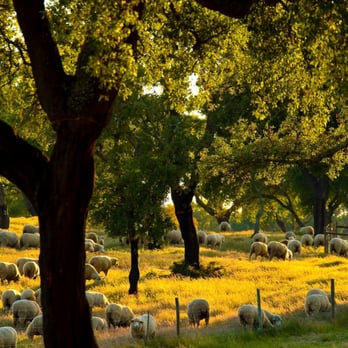 Herdade das Barradas da Serra - A Herdade - Guest Houses Near Me - Grândola, 15